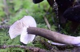 Lactarius fallax image