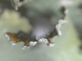 Parmotrema reticulatum image