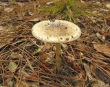 Amanita brunnescens image