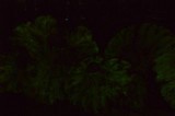 Omphalotus subilludens image