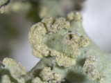 Parmotrema reticulatum image