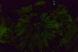 Omphalotus subilludens image