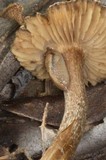 Inocybe rennyi image