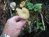 Armillaria gallica image