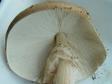 Echinoderma asperum image