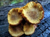 Gymnopilus luteofolius image