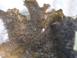Parmotrema reticulatum image