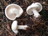 Clitocybe robusta image