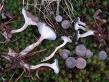 Cantharellula umbonata image