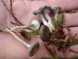 Cantharellula umbonata image
