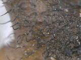 Parmotrema reticulatum image