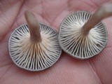 Cantharellula umbonata image