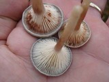 Cantharellula umbonata image