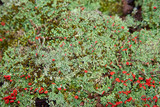 Cladonia didyma image