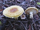 Floccularia albolanaripes image