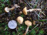 Cystoderma amianthinum image