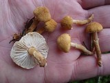 Cystoderma amianthinum image