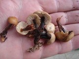 Gymnopus acervatus image