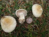 Hebeloma crustuliniforme image