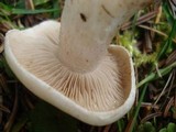 Hebeloma crustuliniforme image