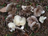 Tricholoma portentosum image