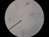 Tricholoma portentosum image