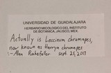 Harrya chromapes image