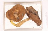 Harrya chromapes image