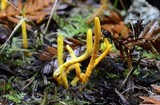 Clavulinopsis laeticolor image