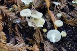 Marasmius calhouniae image