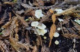 Marasmius calhouniae image