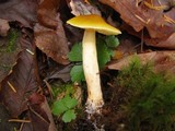 Tricholoma fumosoluteum image