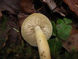 Tricholoma fumosoluteum image