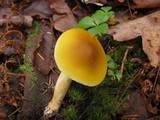 Tricholoma fumosoluteum image