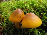 Tricholoma fumosoluteum image