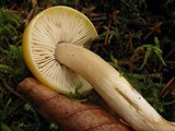 Tricholoma fumosoluteum image