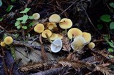 Hypholoma capnoides image
