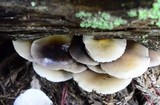 Hypholoma capnoides image
