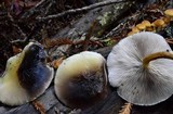 Hypholoma capnoides image