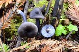Entoloma chalybeum image