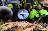 Entoloma chalybeum image