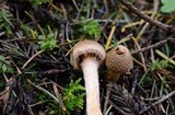 Inocybe cinnamomea image