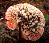 Hydnellum peckii image
