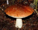 Leccinum manzanitae image