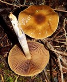 Cortinarius vanduzerensis image