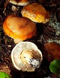 Tricholoma focale image