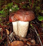 Leccinum manzanitae image