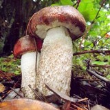 Leccinum manzanitae image