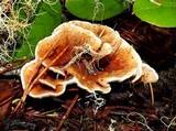 Hydnellum aurantiacum image