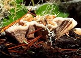 Hydnellum aurantiacum image